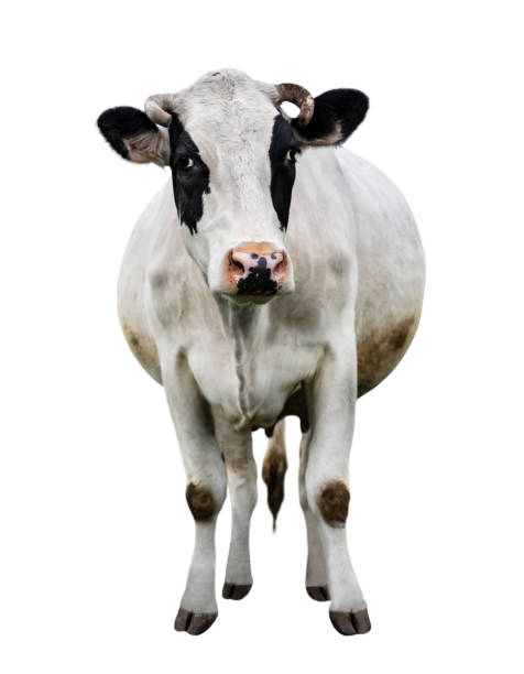 Pezuña Vaca - Banco de fotos e imágenes de stock - iStock Pezuña Vaca - Banco de fotos e imágenes de stock - iStock