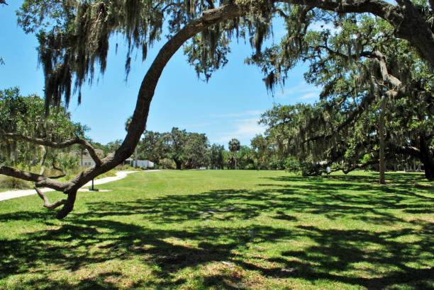 istock Picturesque lawn with hanging tree and blue sky 1139545152