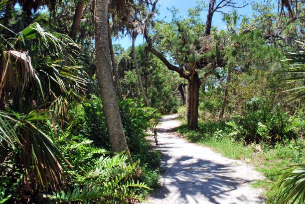 istock Gravel walking path through the forest 1139545348