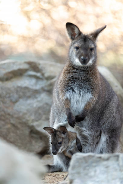 istock Red-necked Wallaby with baby in bag 1139545495