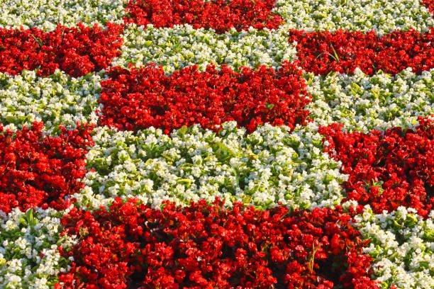 istock Red and white flowers 1139547955