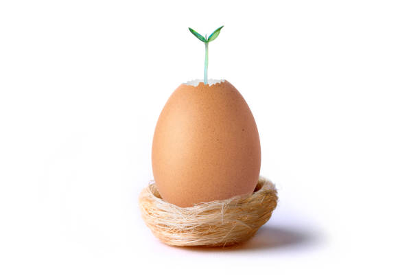 Concept of life, rebirth
