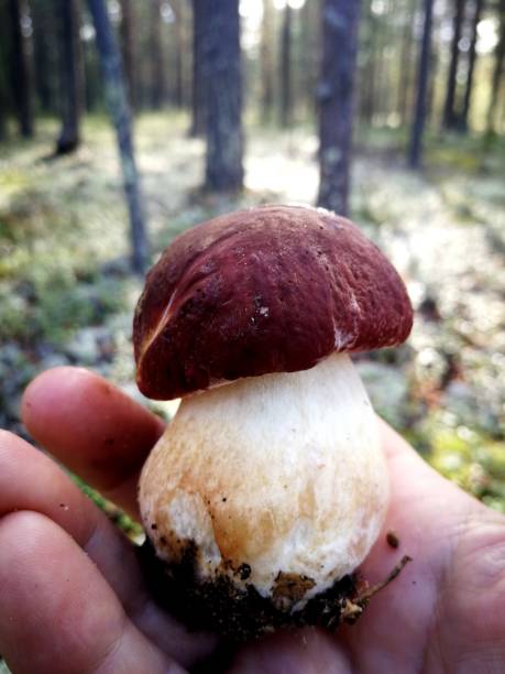 Little mushroom in forest stock photo