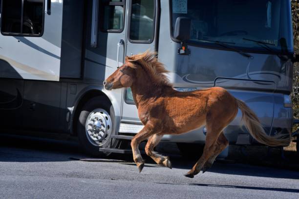 Assateague Pony Running in  Campground A wild assateague pony running through a campground area of the assateague island national seashore on a bright spring day in late march. assateague island national seashore photos stock pictures, royalty-free photos & images