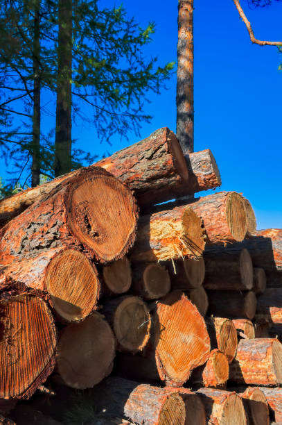 istock A stack of freshly sawn pine logs at the edge of the forest 1139550895
