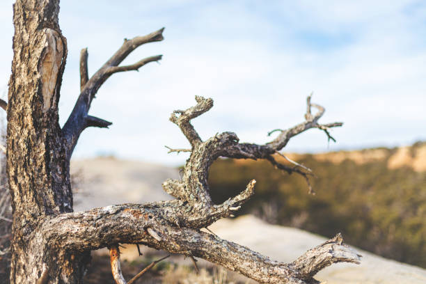 Gnarled Tree and Texture Western Colorado High Desert Rustic Background (photos professionally retouched and downsampled as needed for clarity - Lightroom / Photoshop - original size 8688 x 5792 canon 5DS Full Frame)