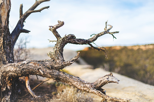 Gnarled Tree and Texture Western Colorado High Desert Rustic Background (photos professionally retouched and downsampled as needed for clarity - Lightroom / Photoshop - original size 8688 x 5792 canon 5DS Full Frame)