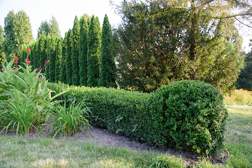 green shrub fence in summer garden