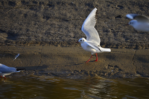 The birds of the sea