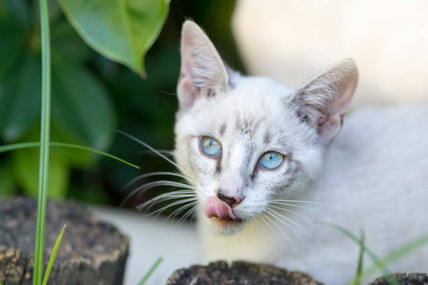 White kitten looking hungry on a garden. Licking her own nose.