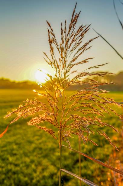 istock Reed in a golden sun 1139562008