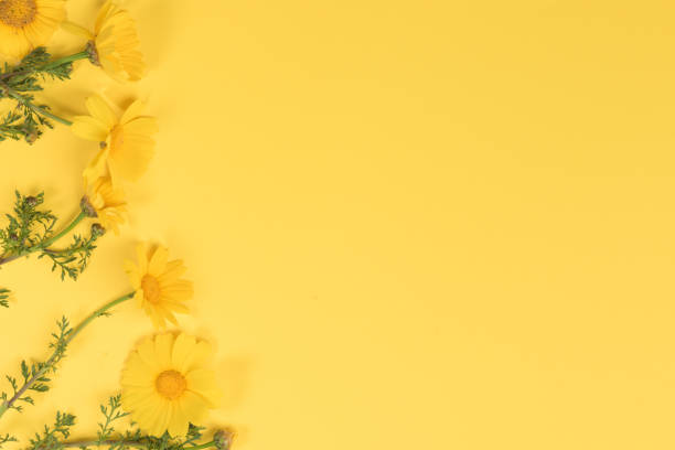 istock Flowers composition. Chamomile flowers on yellow background. Spring, summer concept. Flat lay, top view, copy space 1139562129