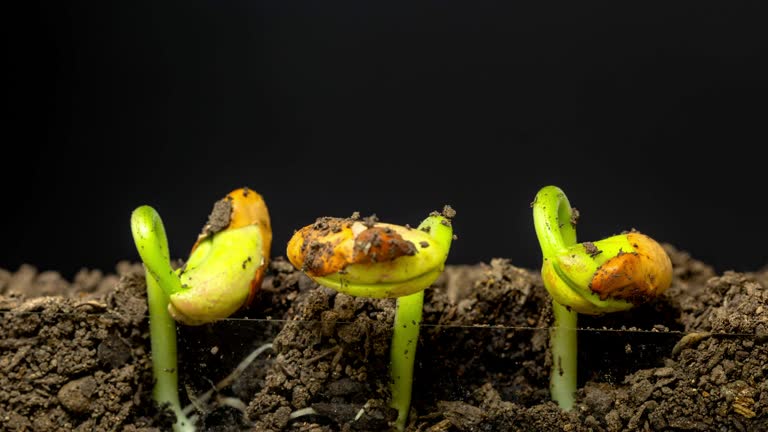 Beans grows from the earth, time lapse video 4K resolution clip. One axis linear camera motion.