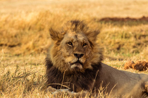 istock Lions relaxing in grass 1139562377