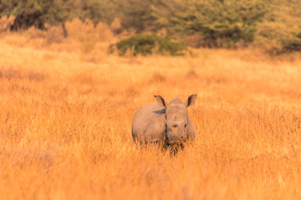istock Rhino walking through grass in Botswana 1139562390