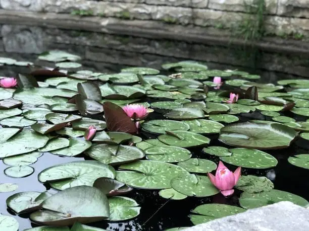 Gloomy lily pads and flowers in a pond.