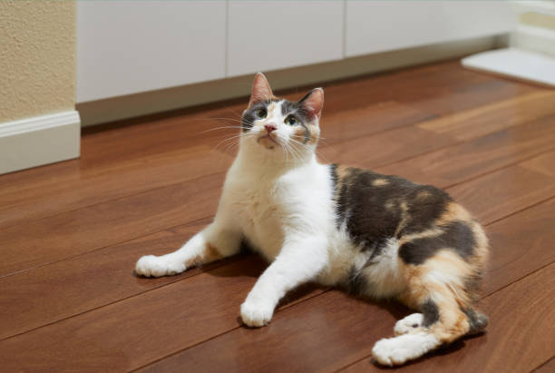 A  playful manx calico cat