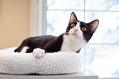 tuxedo-katze-auf-katzenbett.jpg?b=1&s=170x170&k=20&c=TchkFiVLXXaECSlTO42_inMPqiK6G5f04mFFSuJseQY=