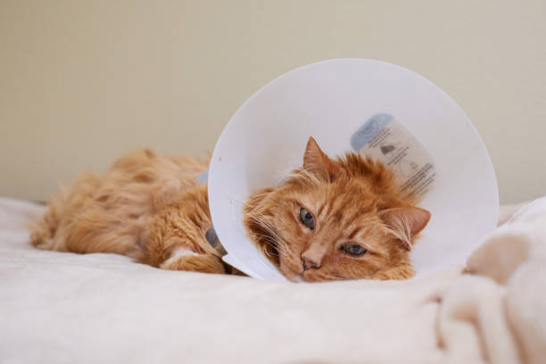 a red tabby cat in a surgical cone - coleira protetora imagens e fotografias de stock