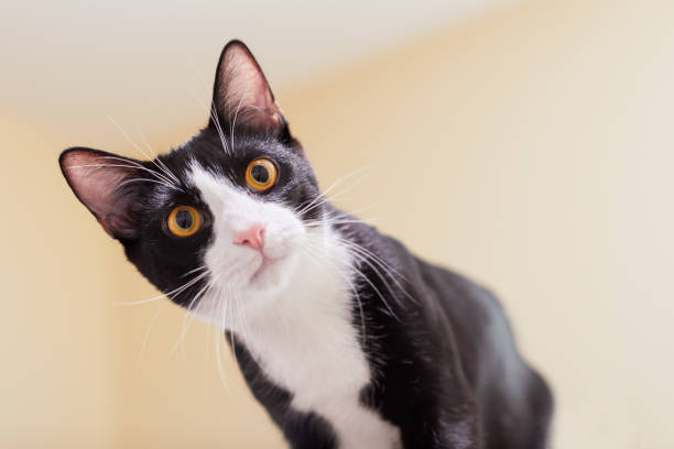 istock Playful black and white tuxedo kitten 1139565183