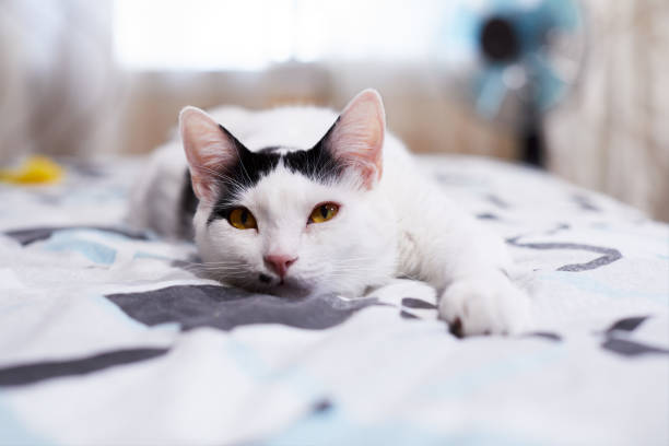 istock A white cat on a bed at home 1139565184