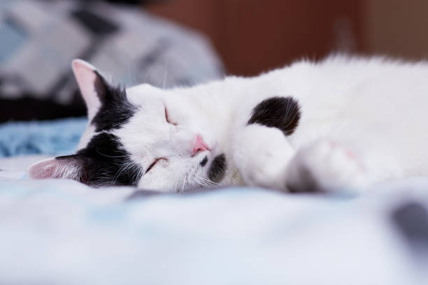 istock A white domestic cat is sleeping on a bed at home 1139565188