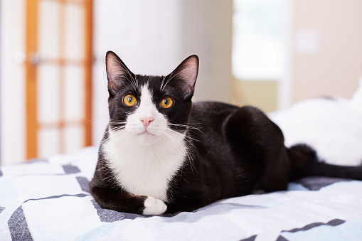 Relaxed black and white tuxedo cat on a bed