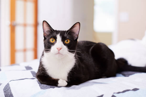 Relaxed black and white tuxedo cat on a bed A relaxed black and white tuxedo cat feels comfortable sitting on a bed at home tuxedo cat stock pictures, royalty-free photos & images