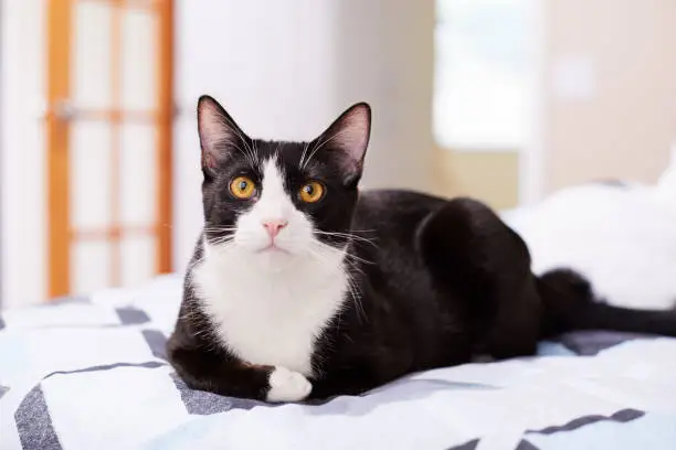 A relaxed black and white tuxedo cat feels comfortable sitting on a bed at home