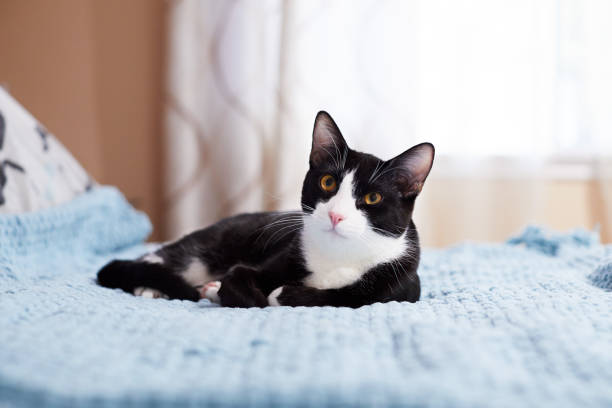 A black and white tuxedo cat with yellow eyes is relaxing on a blue blanket