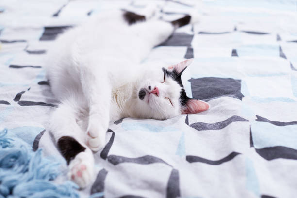 un chat blanc dort sur un lit à la maison - roll away bed photos et images de collection