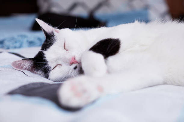 istock A white domestic cat is sleeping on a bed at home 1139565210