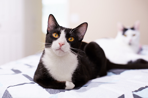 A relaxed black and white tuxedo cat feels comfortable sitting on a bed at home