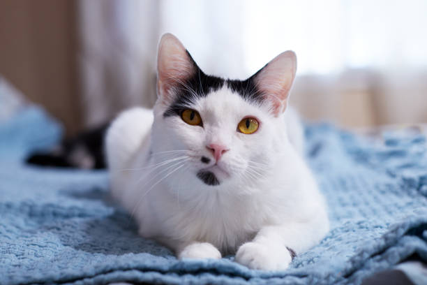 istock A white domestic cat is relaxing on a blue blanket 1139565214