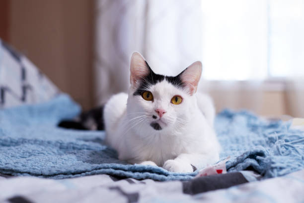 istock A white domestic cat is resting on a blue blanket 1139565218