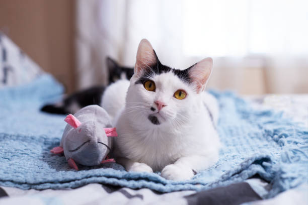 A white cat sitting on a bed with a cat toy