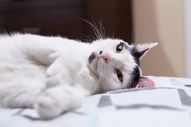 istock A white cat is rolling on a bed at home 1139565243