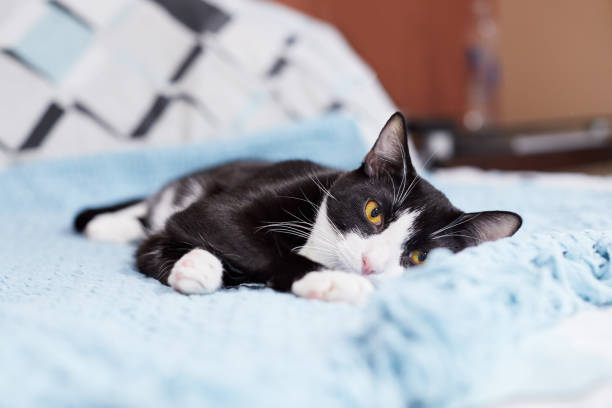 istock A black and white cat is relaxing on a bed 1139565246