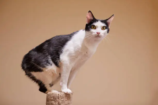 A playful young black and white Manx cat is sitting on the top of a scratching post