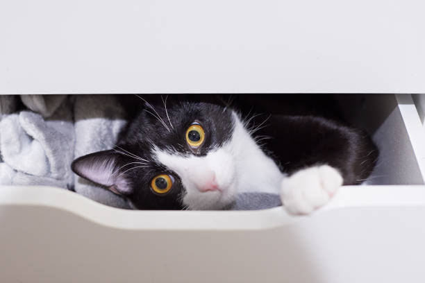 A black and white tuxedo kitten or young cat is hiding in a drawer and curiously looking out