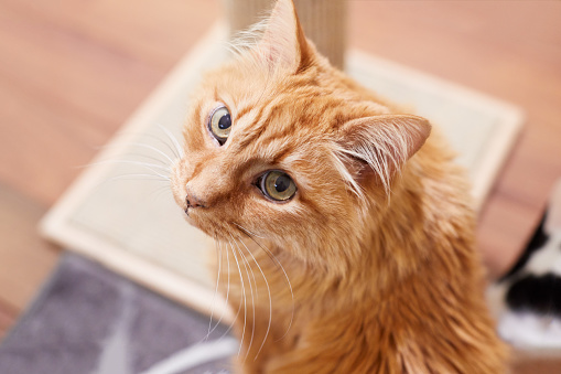 A Longhair Red Tabby Cat Is Curiously Looking Up Stock Photo - Download  Image Now - Animal, Animal Body Part, Animal Hair - iStock