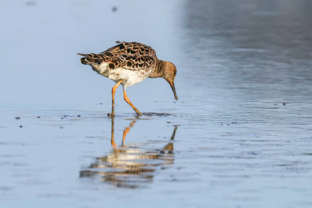 istock Ruff water bird (Philomachus pugnax) Ruff in water 1139565364