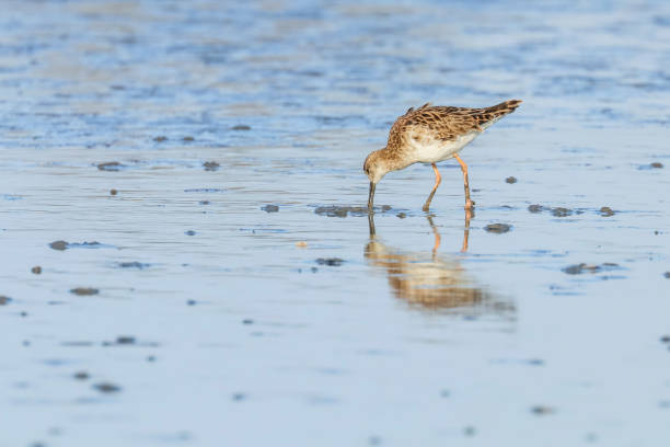 istock Ruff water bird (Philomachus pugnax) Ruff in water 1139565909
