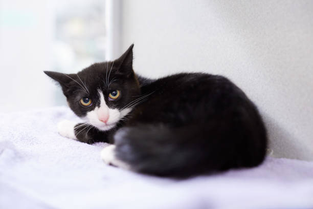 A scared black and white tuxedo kitten