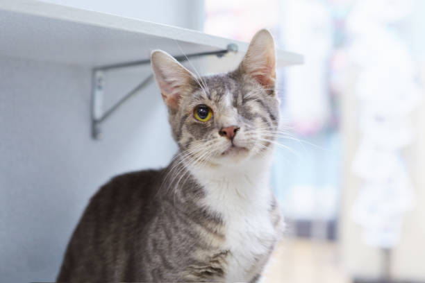 istock A portrait of a gray tabby cat with one eye 1139565953