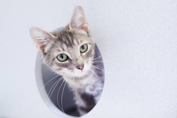 istock A gray tabby cat in a cat condo 1139565961