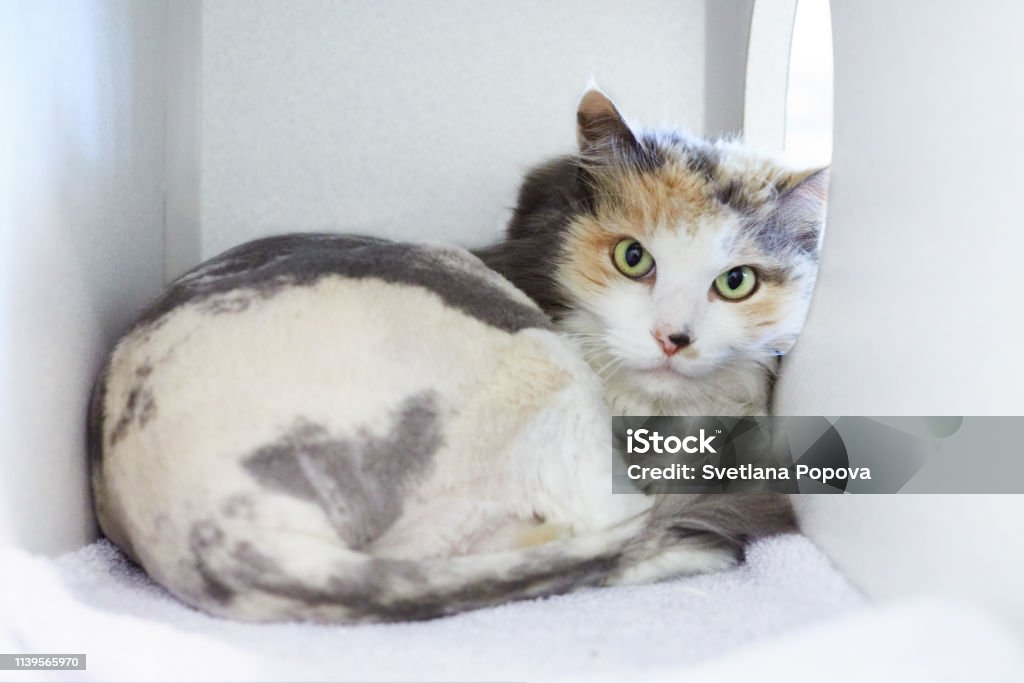 A Longhair Three Colored Cat With Lion Cut In An Animal Shelter Stock Photo  - Download Image Now - iStock