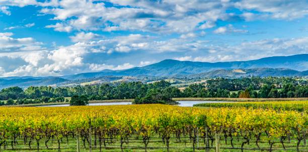 istock Winery in Yarra valley in Australia 1139566151