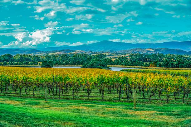 istock Winery in Yarra valley in Australia 1139566175