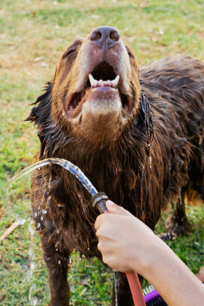 istock Happy dog enjoying the bath 1139566199